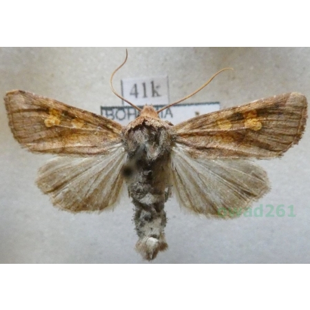 Amphipoea fucosa (Freyer, 1830) Paciepnica rdzawka Czech41k